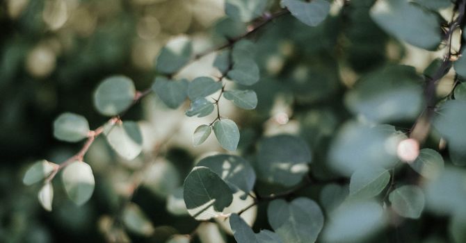 Recovery, Healing & Regenerative Health